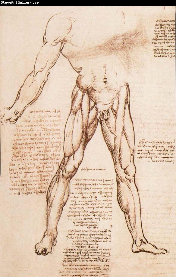 LEONARDO da Vinci Muscle structure of the thigh